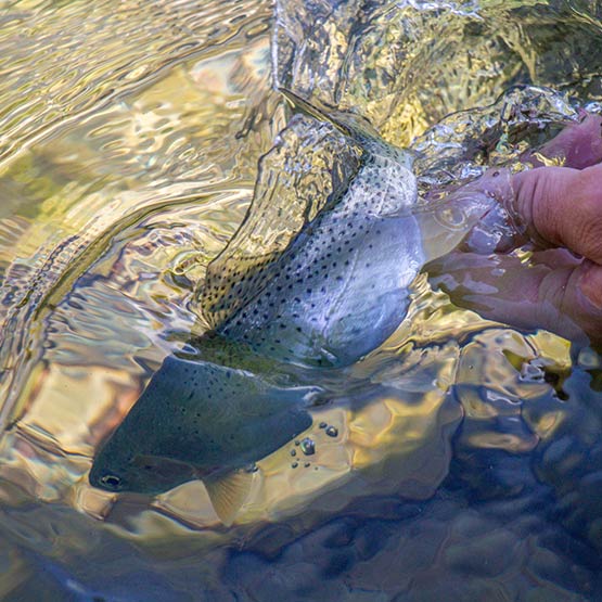 A westslope cutthroat trout being released