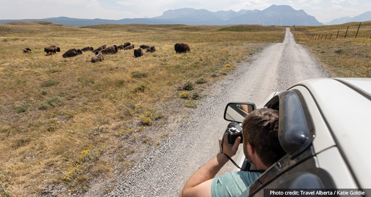 A person photographing bison from the front seat of the car.