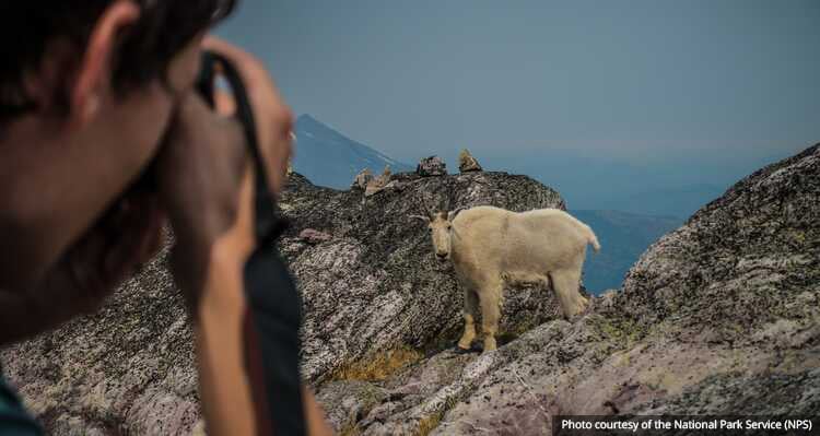 A photographer taking a photo of a mountain goat