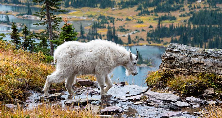 Mountain goat walking outside.