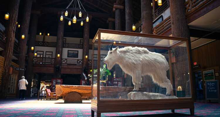 A mountain goat on display in a lodge