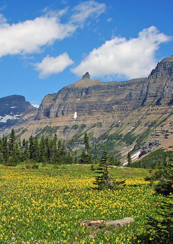 A field of yellow wildflowers in front of a mountain range.