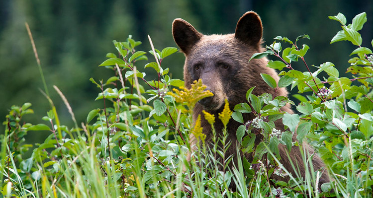 A large bear sitting in the grass in Glacier National Park.