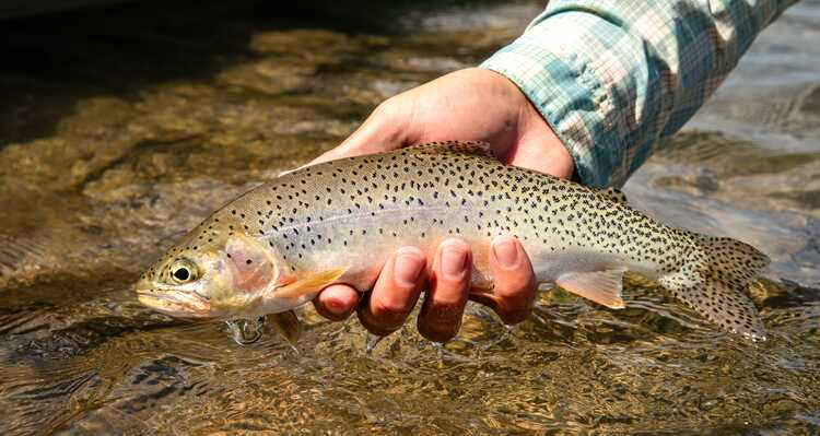 A person holding a fish at the river