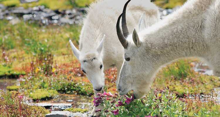 Two alpine mountain goats eating grass