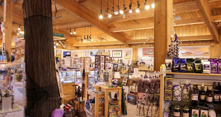 Interior of the Cedar Tree