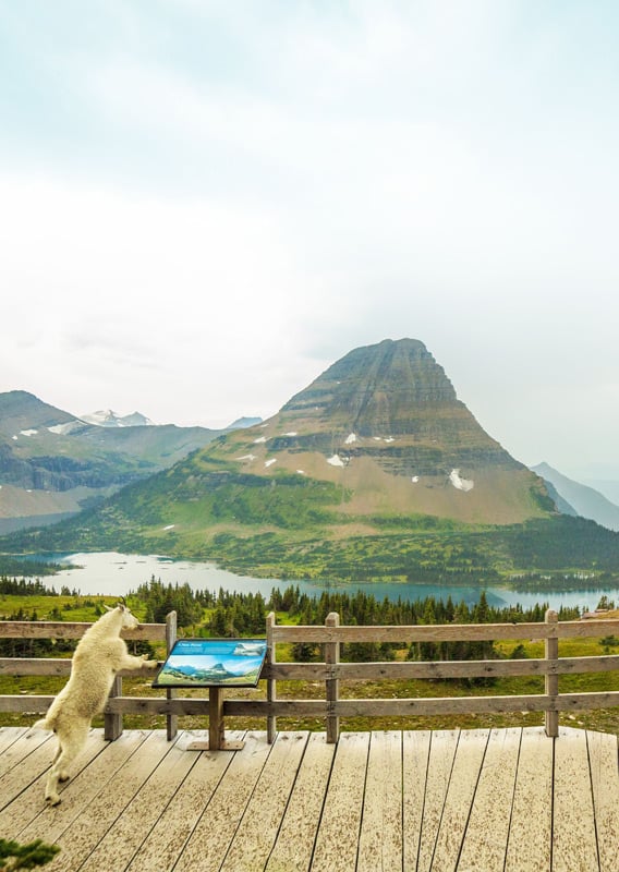 Mountain goats looking at the mountain scenery