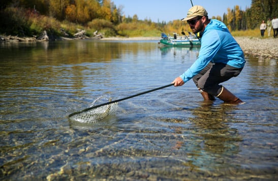 A person standing in the Flathead River catching a fish in a net