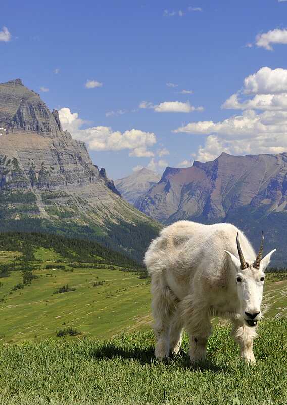 A mountain goat roaming around the mountains in Glacier National Park